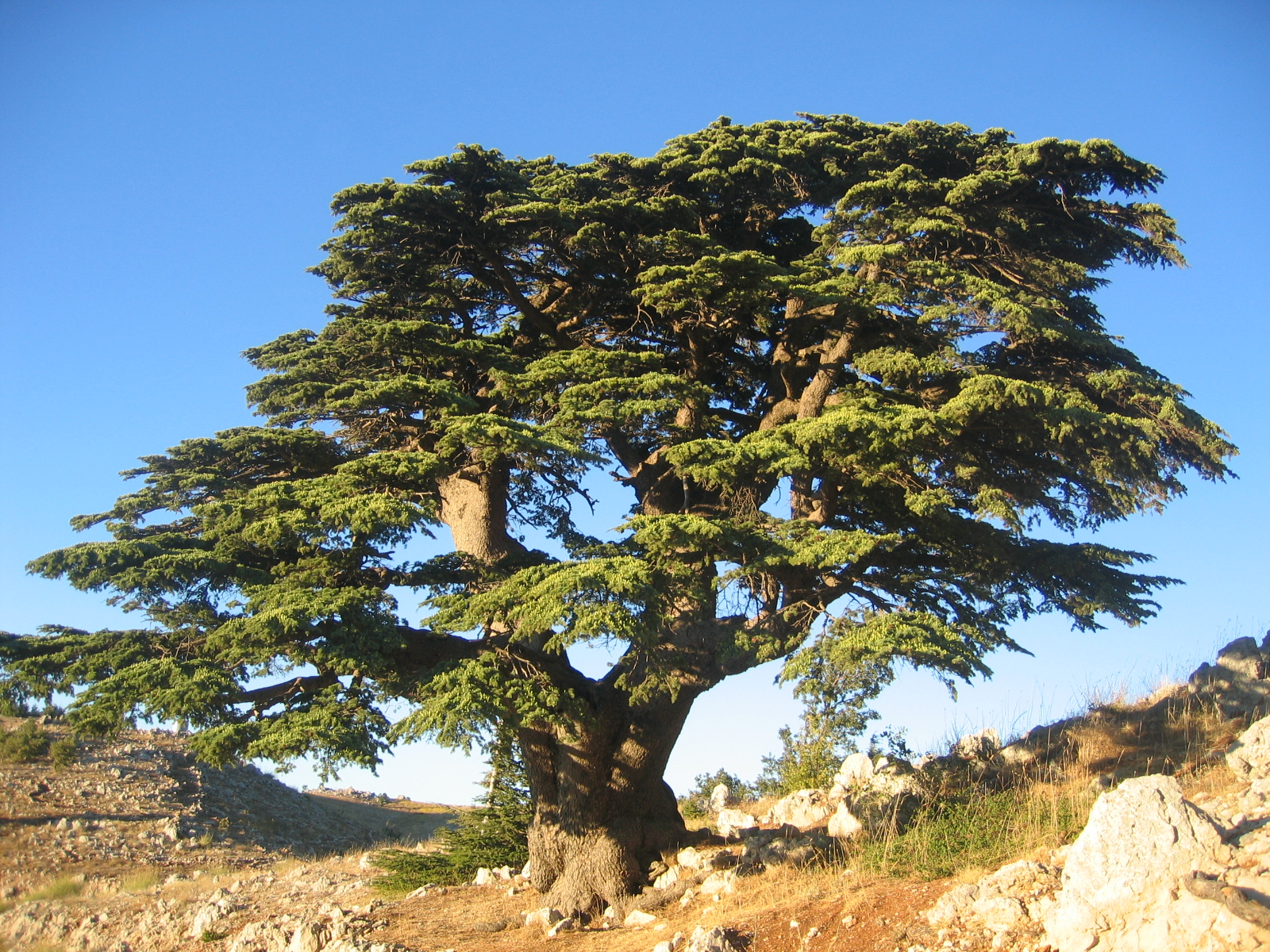Destinations  Cedars of God